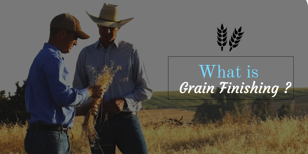 What is Grain Finishing?