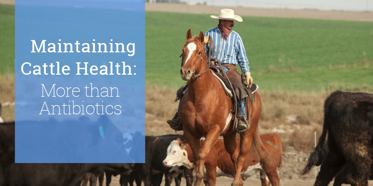 Maintaining Cattle Health: More Than Antibiotics