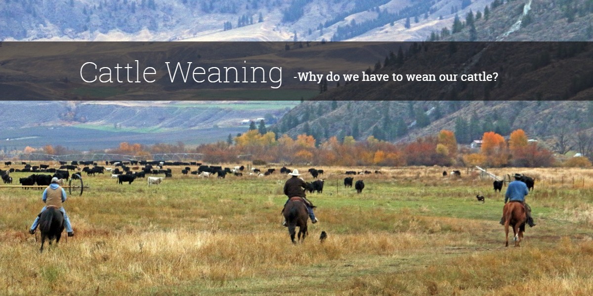 Cattle Weaning -why do we have to wean our cattle?