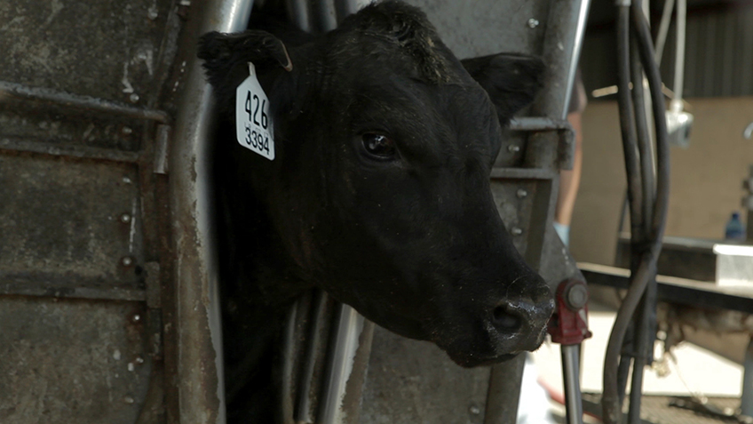 Cattle In chute