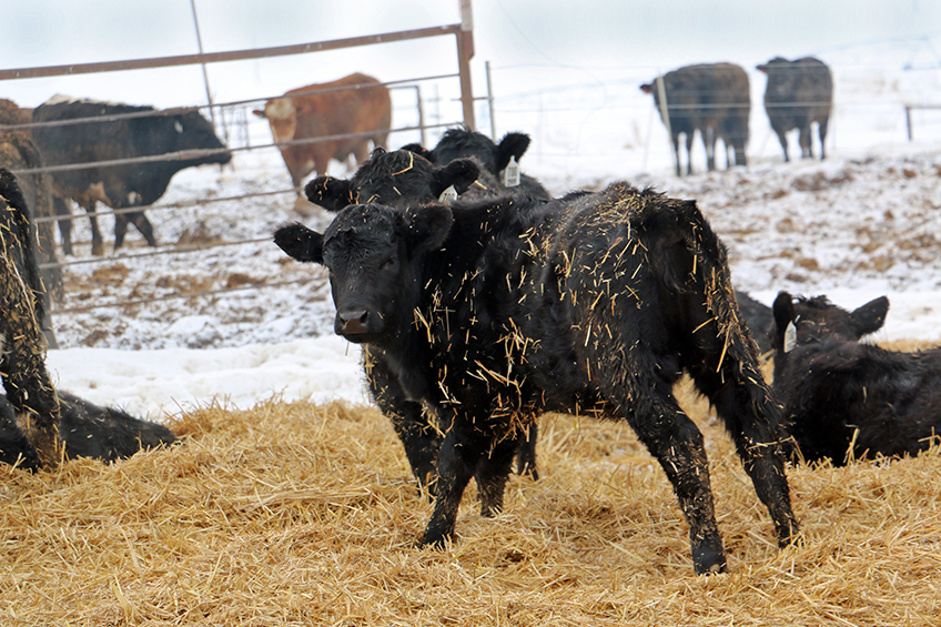 Cattle comfort in Winter