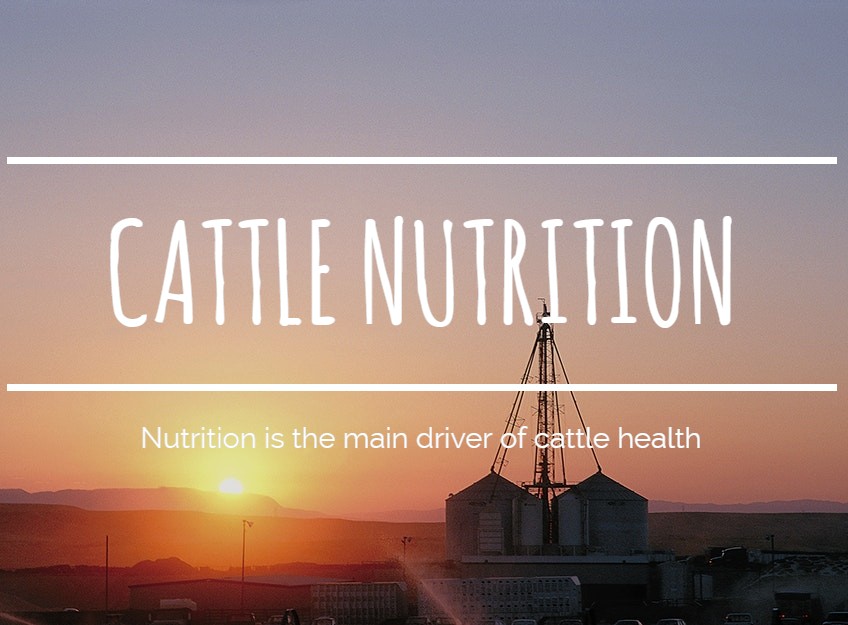 Cattle Nutrition