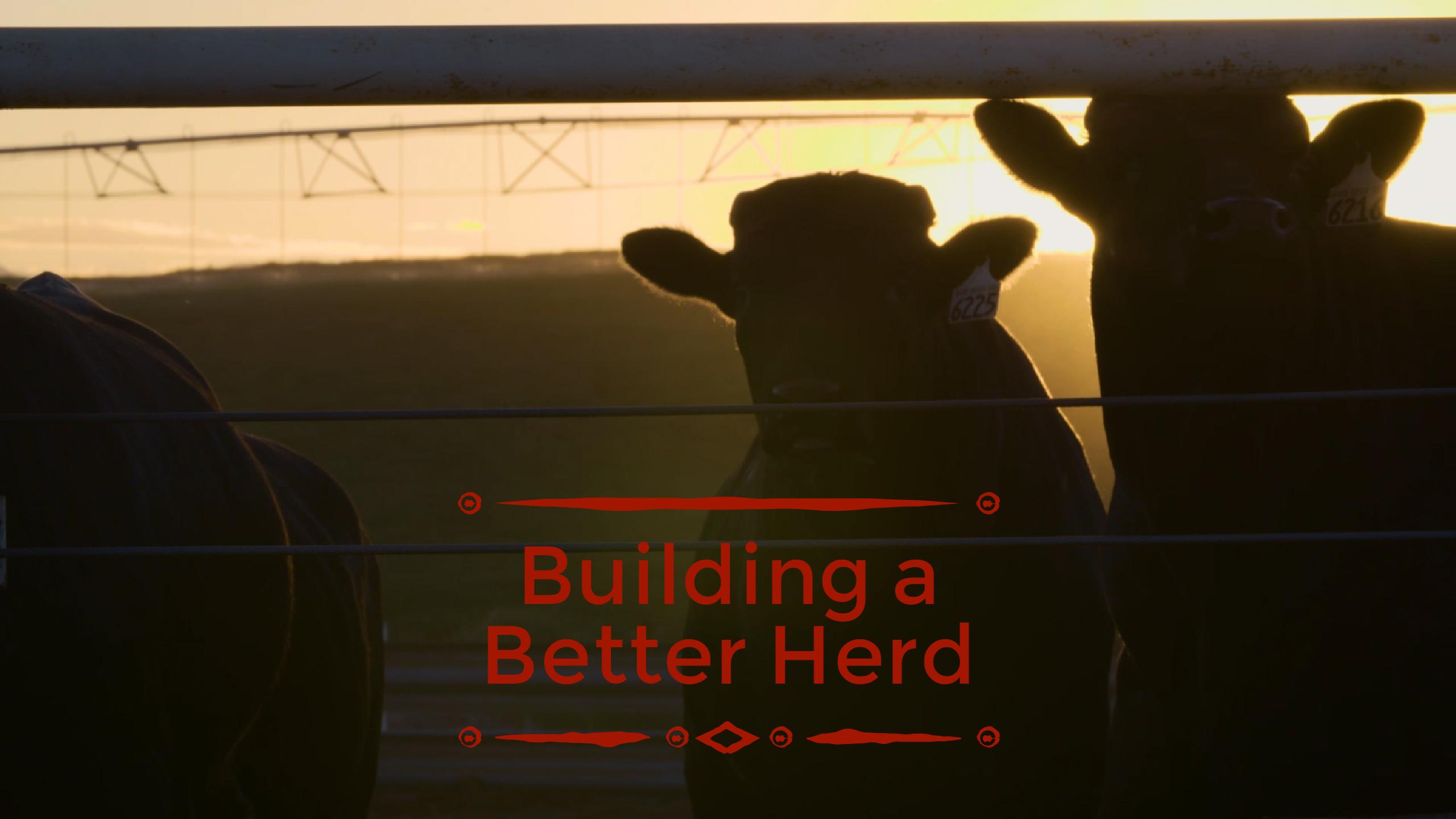 How We Improve Beef Quality Through Every Generation