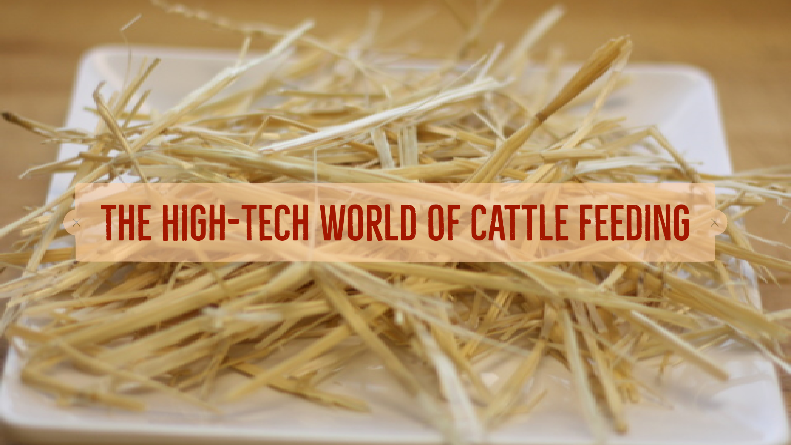 Improving Cattle Care Through Technology