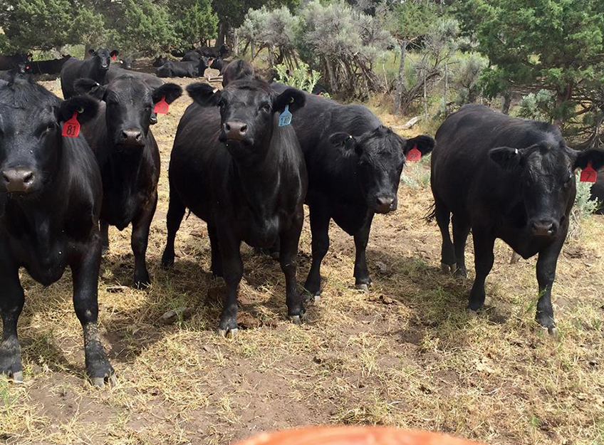 Angus Cattle from Crow Camp Ranch